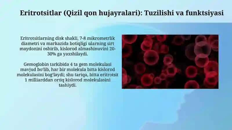 Qonning shakli elementlari 4