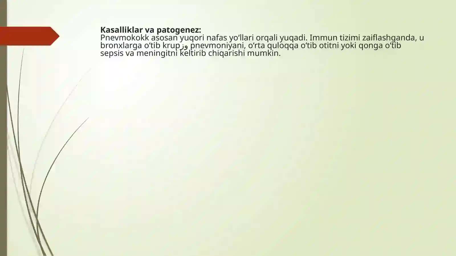 Pnevmokokklar tavsifi 4