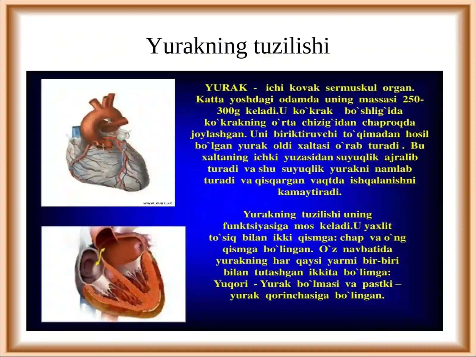 Yurak-qon tomir tizimining yoshga oid fiziologiyasi va gigiyenasi 4