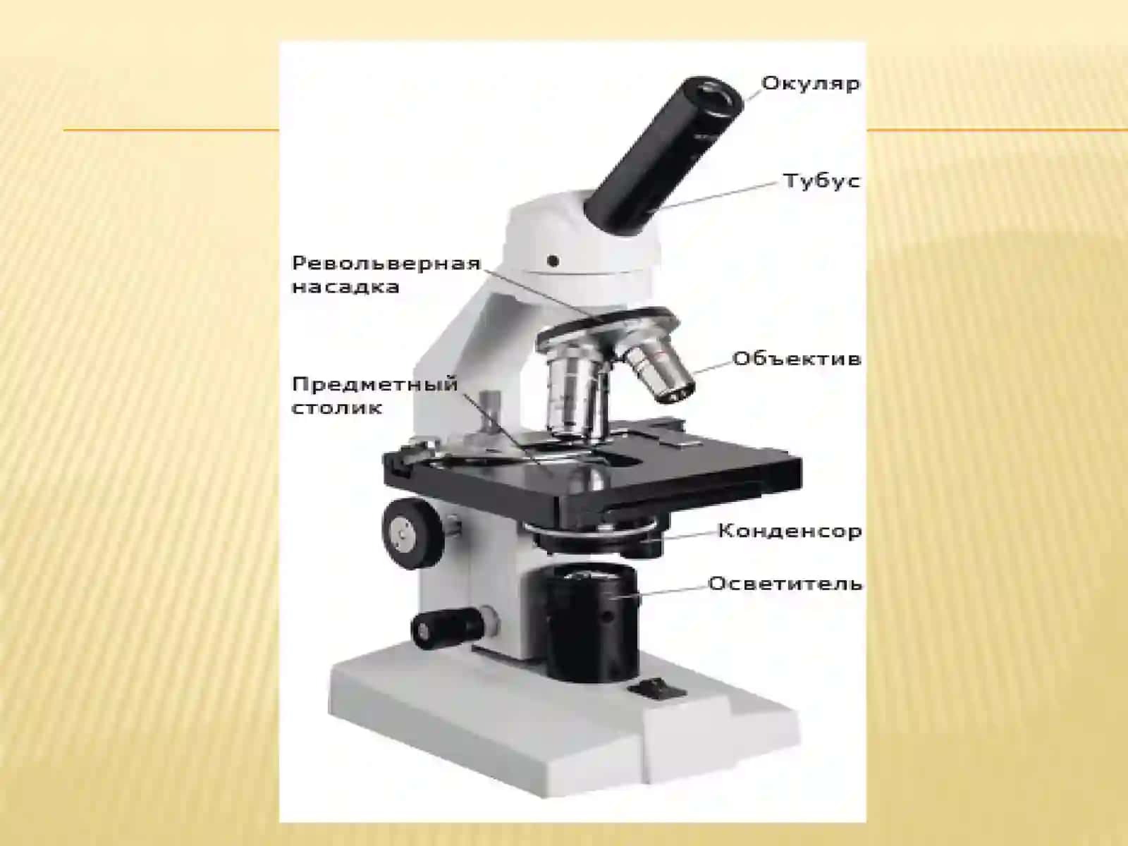Hujayra  biologiyasini o’rganishda qo’llaniladigan usullar. Hujayra tiplari 4