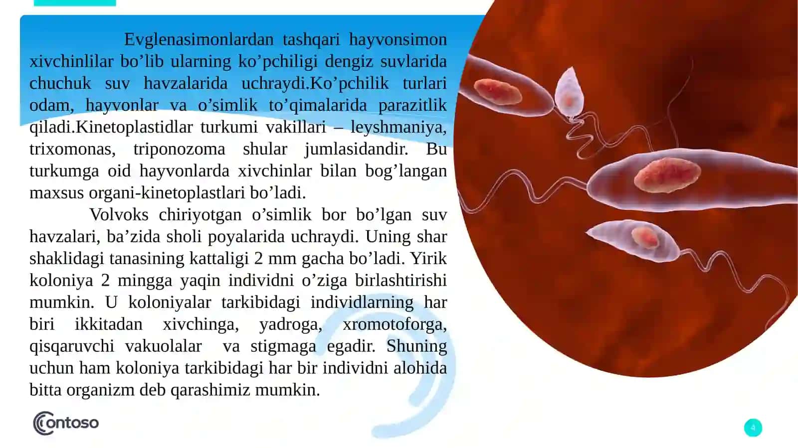 Evglenozoalar(Euglenozoa) 4