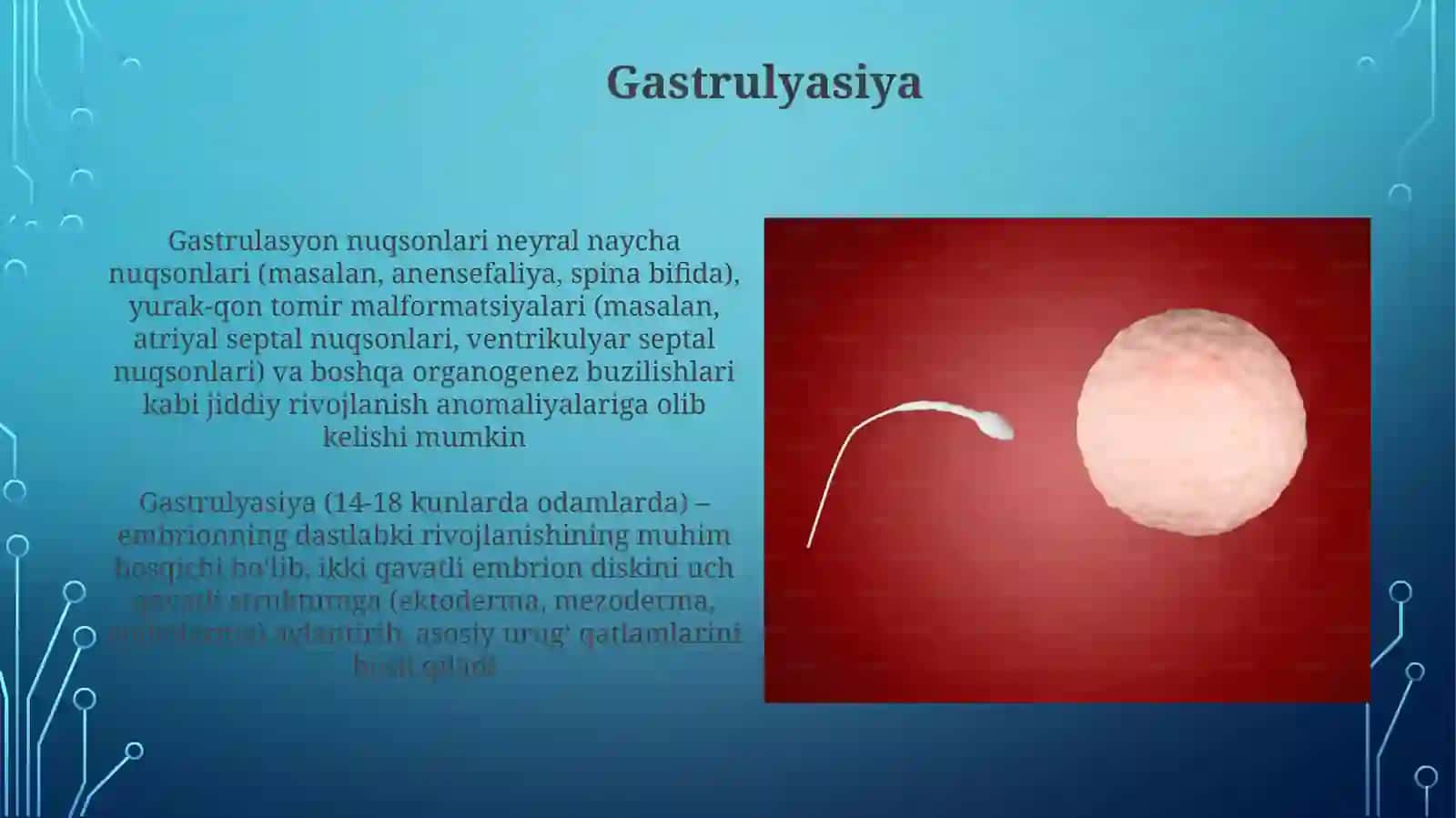 Proembrional rivojlanishning umumiy qonuniyatlari 4