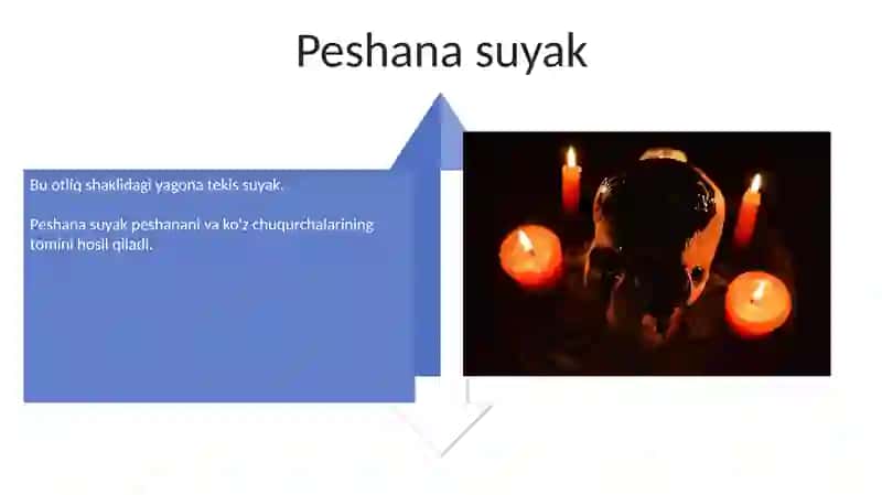 Bosh suyagi va yuz suyaklari 4