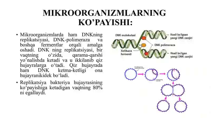 Bakteriyalarning ko’payishi, SPORA XOSIL QILISHI VA SISTEMATIKASI 4