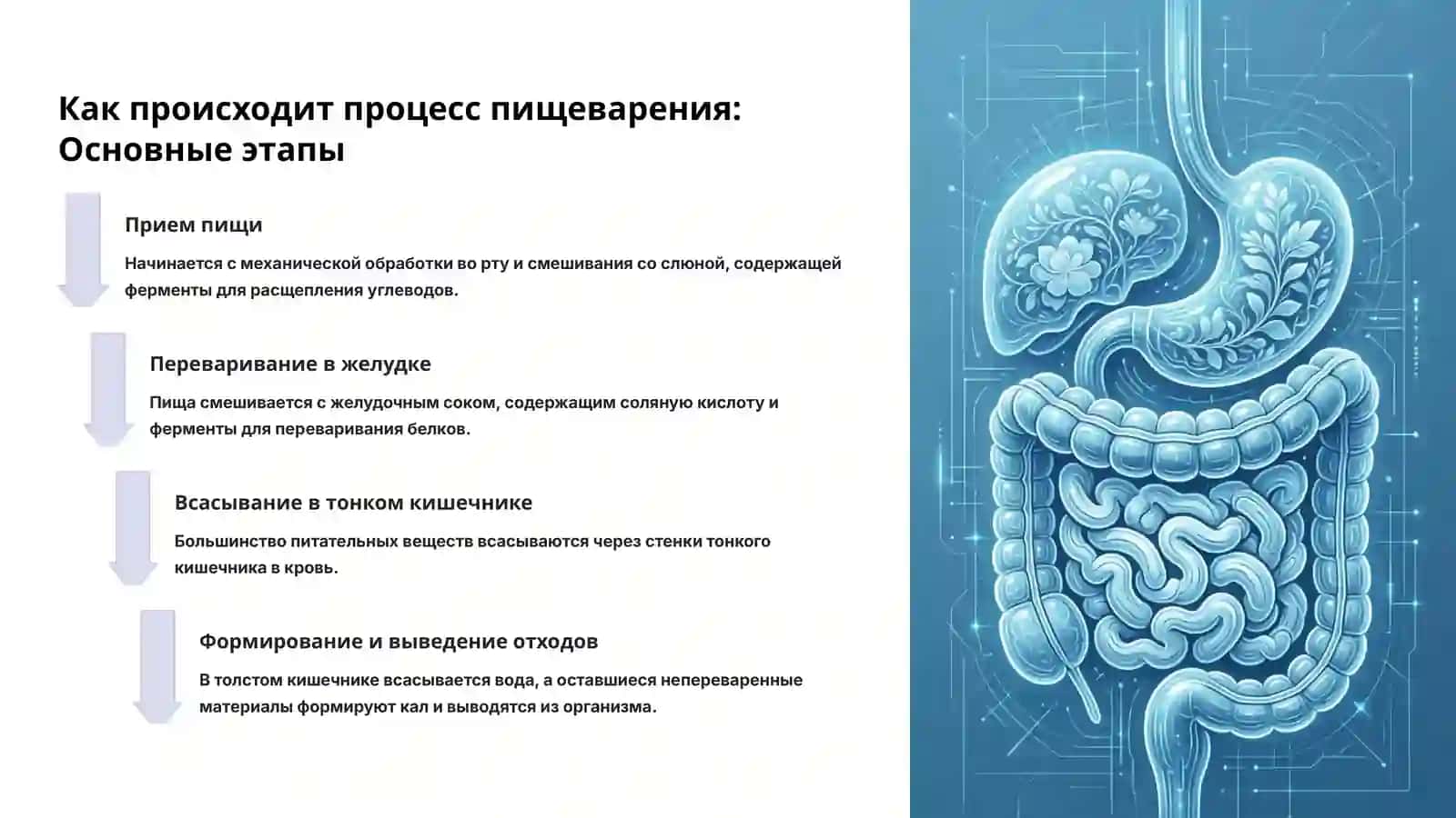 Пищеварительная система человека: Ваш путь к здоровью 4