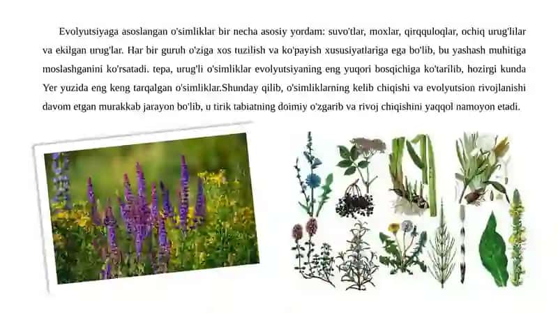 O`simliklarning kelib chiqishi va organlarning paydo bo`lishi . 4