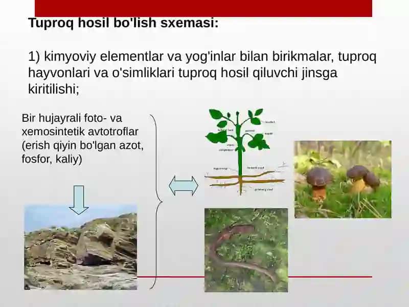 Tuproq hosil bo'lish 4