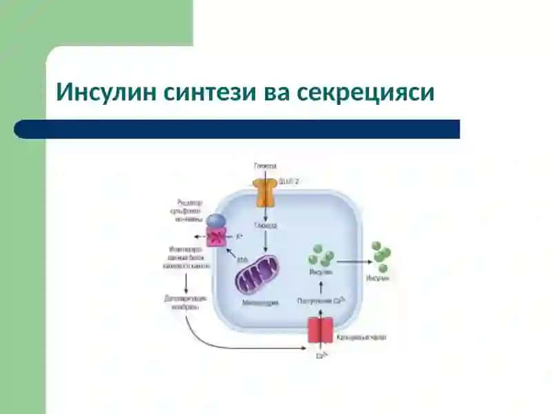 Моддалар алмашинуви ҳасталиклари 4