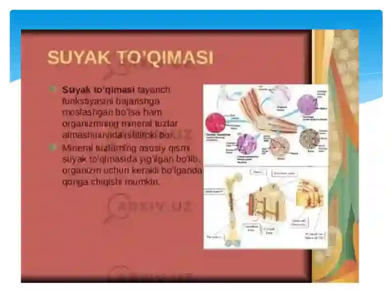 Suyak to‘qimalarining minerallashuvi, uning tartibga solinishi va buzilishlari 4