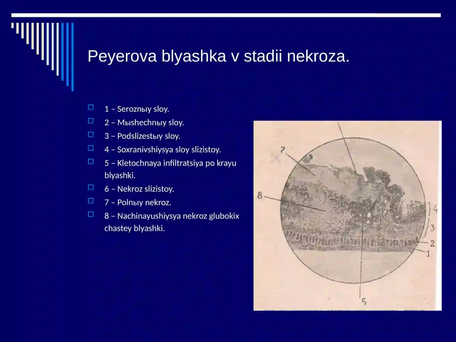 Gistopatologiya asoslari 4