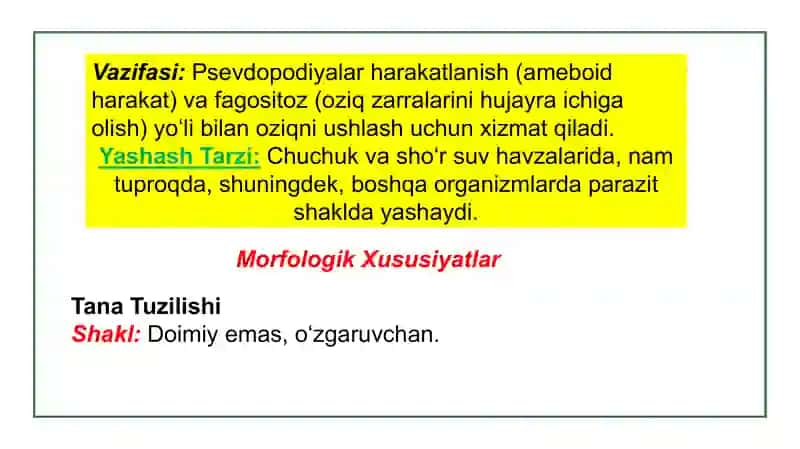 Ildizoyoqlilar (Rhizopoda) Kenja Sinfi 4