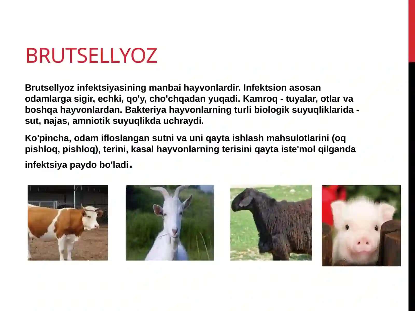 Brutsellyoz 4
