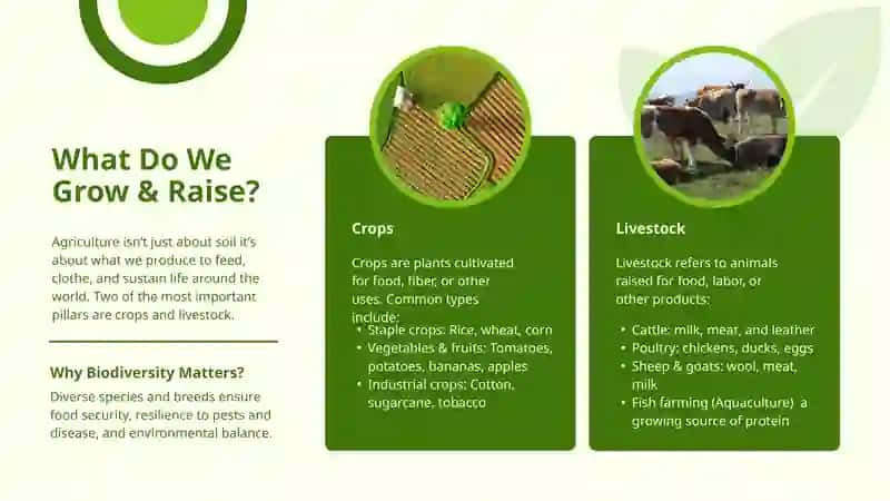 Agriculture 4