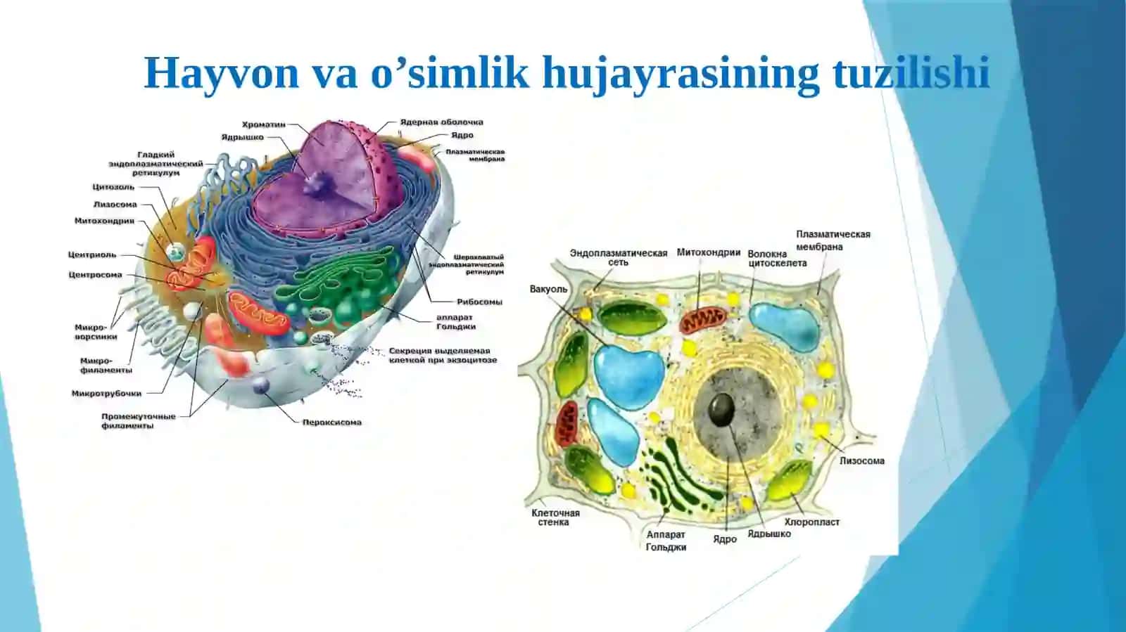 TOSHKENT TIBBIYOT AKADEMIYASIGISTOLOGIYA VA TIBBIY BIOLOGIYAkafedrasi 4