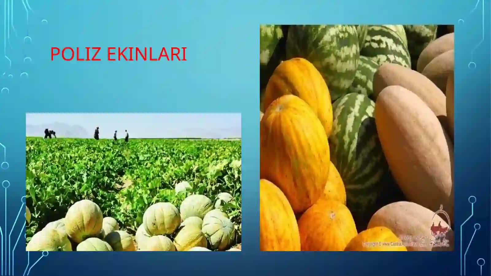 POLIZ EKINLARINING AHAMIYATI, ISHLATILISHI, TARQALISHI VA HOSILDORLIGI 4