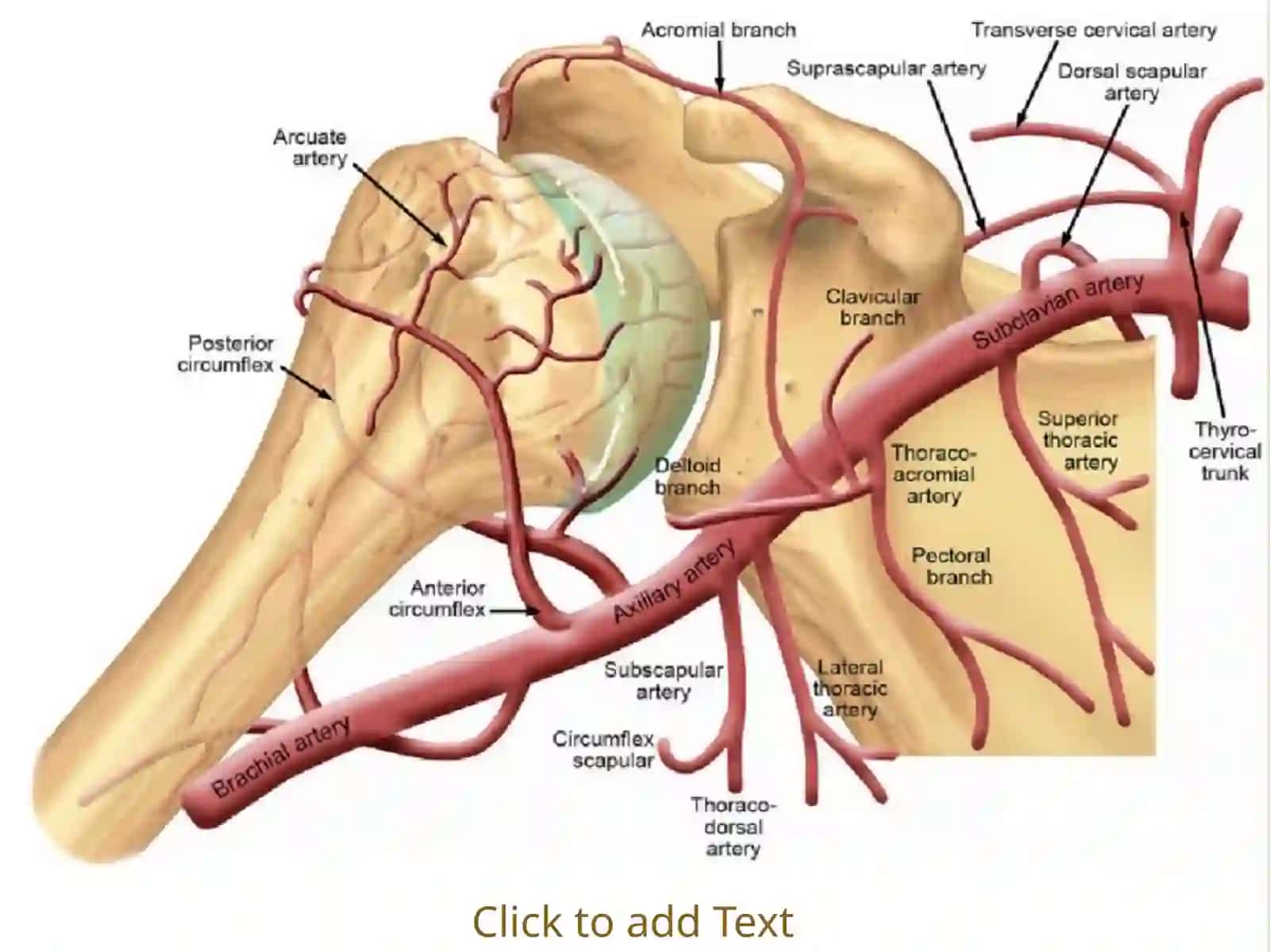 O`mrovosti arteriyasi,A.Axillaris Yelka,bilak,tirsak va qo`l panja arteriyalari 4