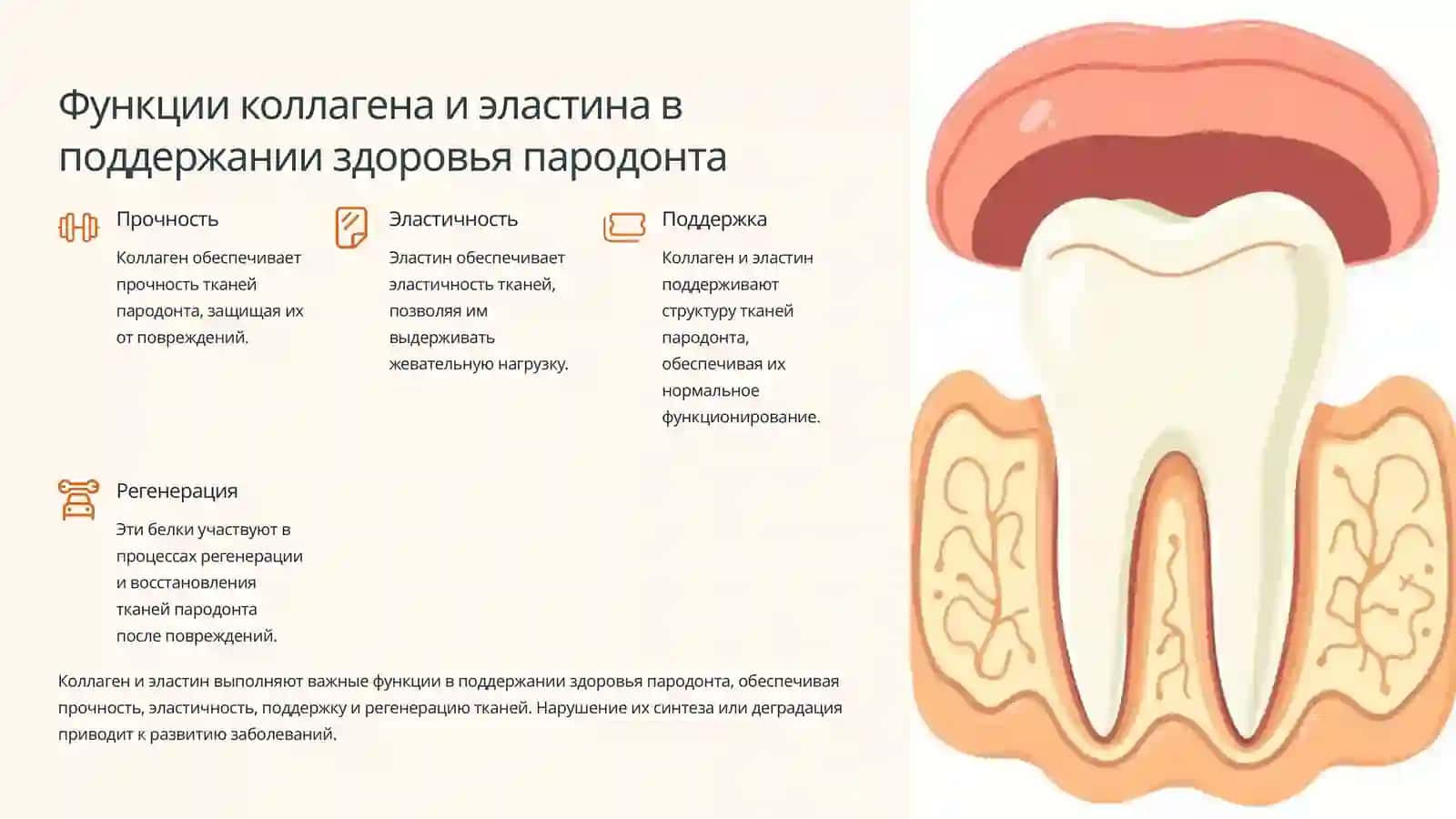 Биохимия пародонта: Структура и заболевания 4