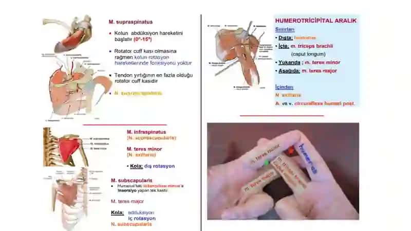 Bilakning oldingi va orqa sohalari. Bilak-kaft usti bo’g’imi. Qo’l panjasi klinik anatomiyasi. Kaft sohasi fastsial o’rindiqlari, bo’shliqlari, kanallari, bo’g’imlari. 4