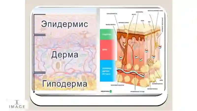 Дерматозларнингумумийклиникбелгиларивапатоморфологияси 4