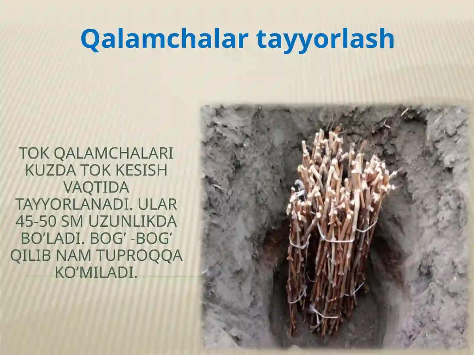 Yovvoyi O’simliklarning vegetativ ko’payishi 4