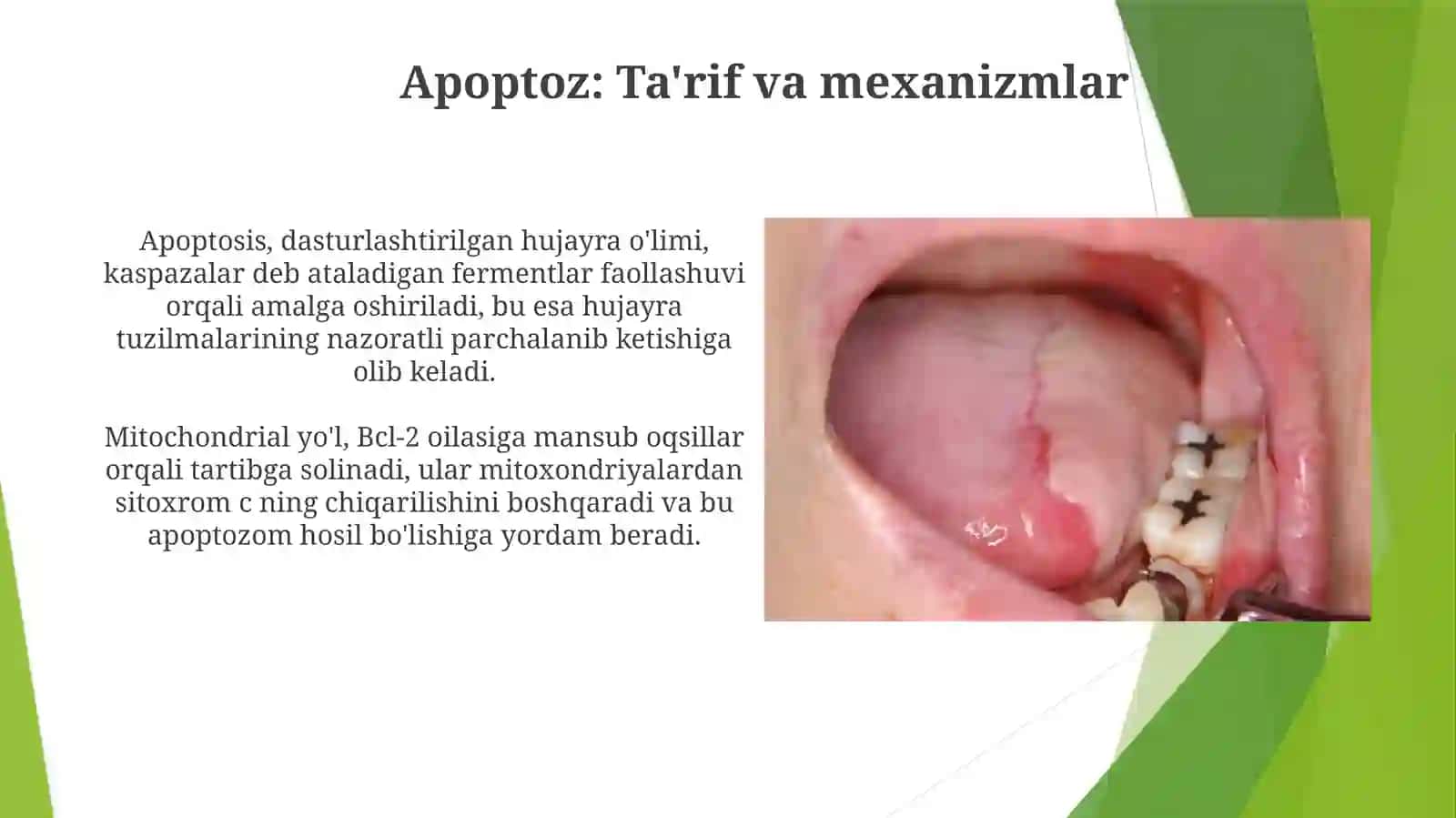Nekroz va Apoptoz: Asosiy Tushunchalar va Mexanizmlar 4