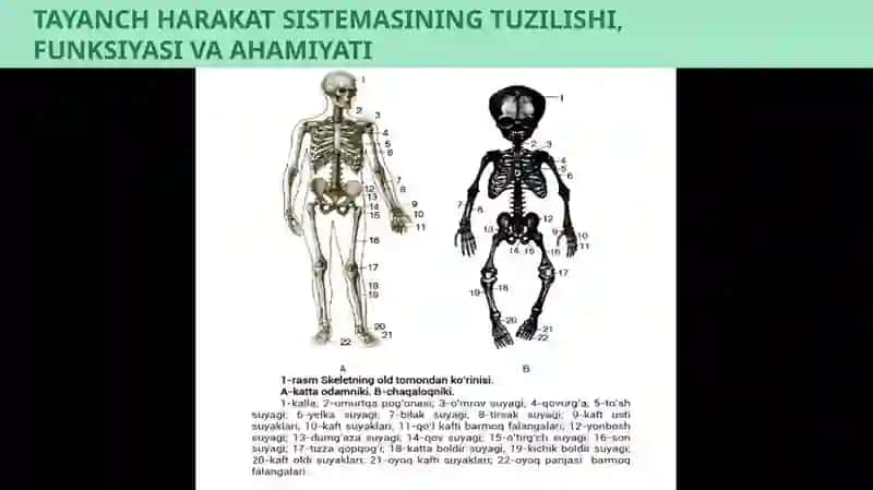 Sistemani tuzilishi, funktsiyasi va ahamiyati 4