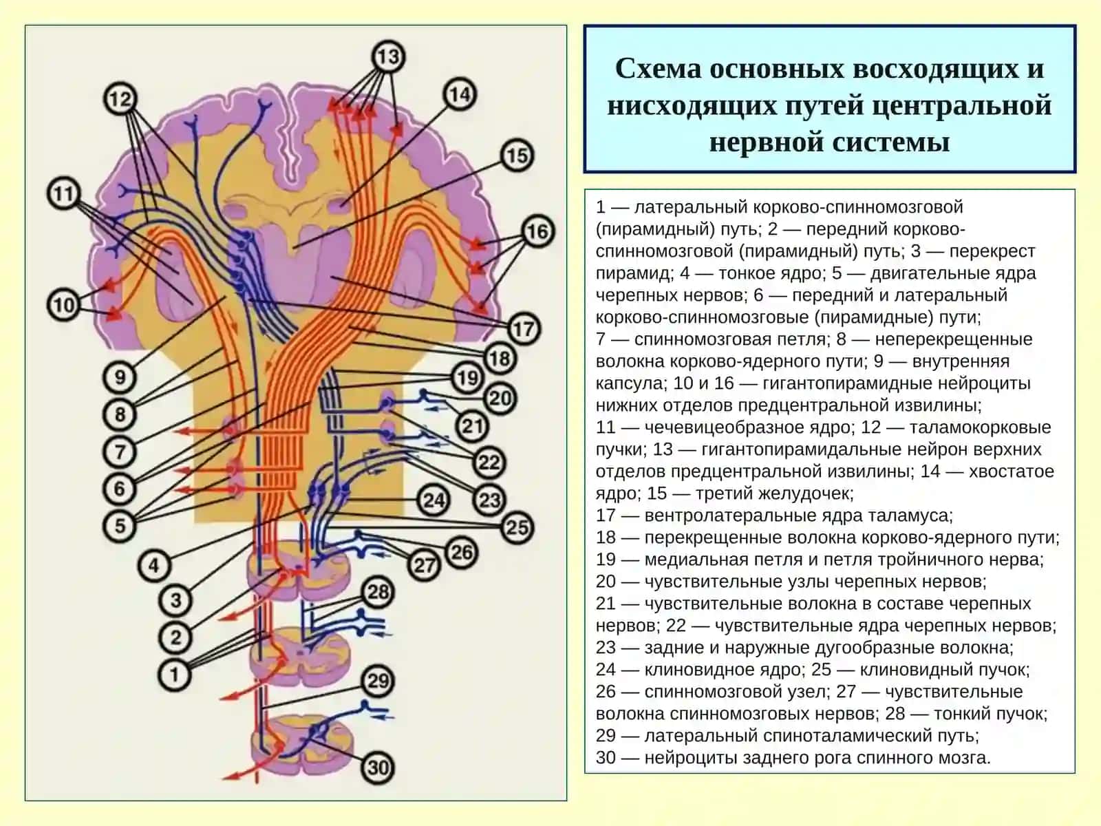 ПРОВОДЯЩИЕ ПУТИ 4