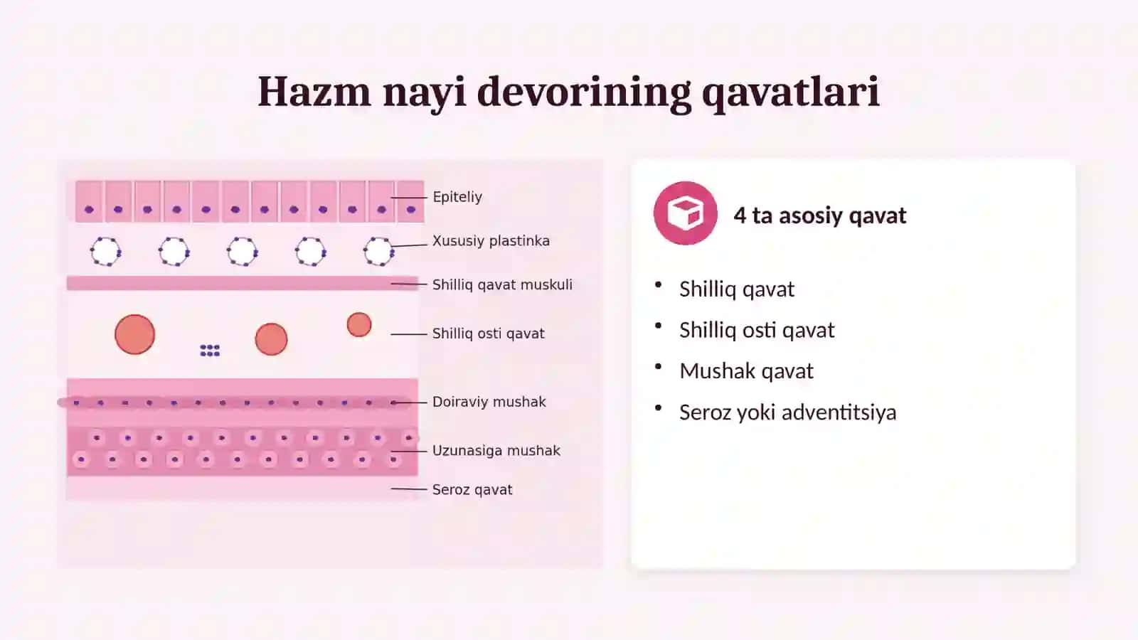 Ovqat hazm qilish sistemasi. Meʼda osti bezi va jigar (gistologiya) 4