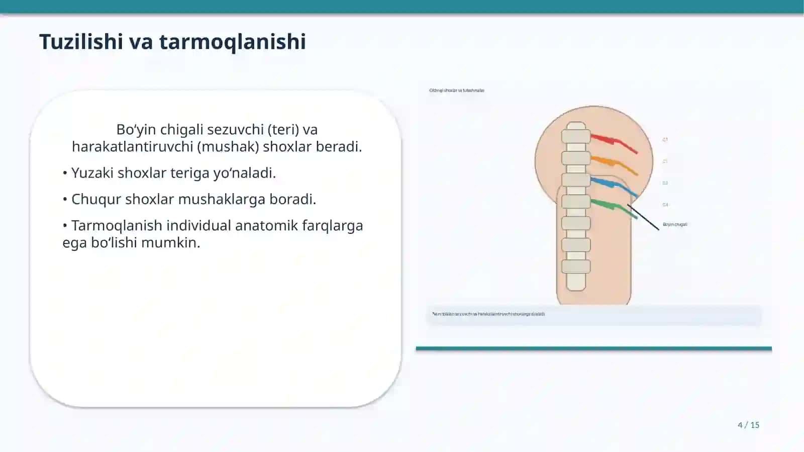 Bo‘yin chigali (Plexus cervicalis) 4
