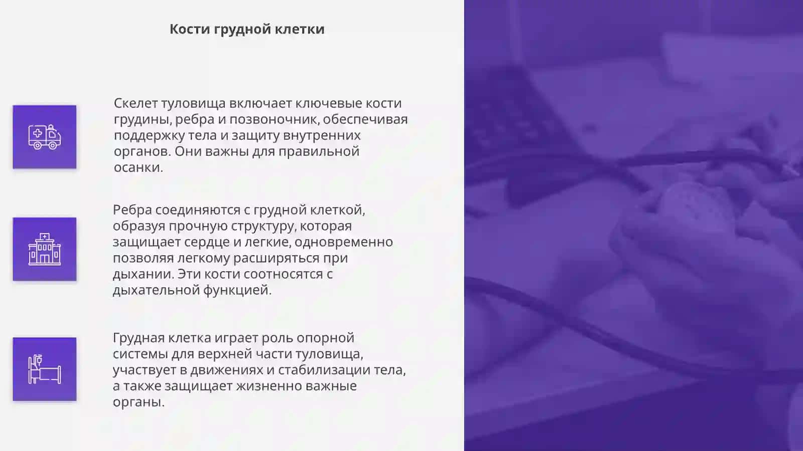Скелет туловища 4