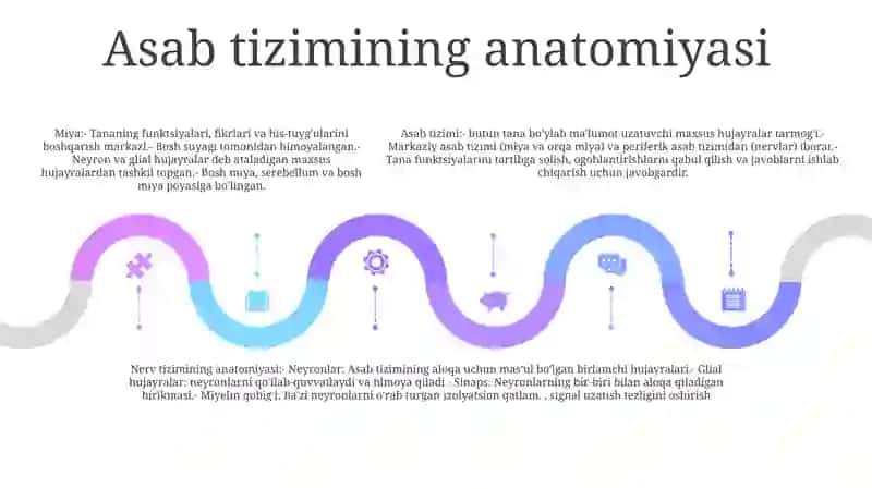 Brain And A Nervous System 4