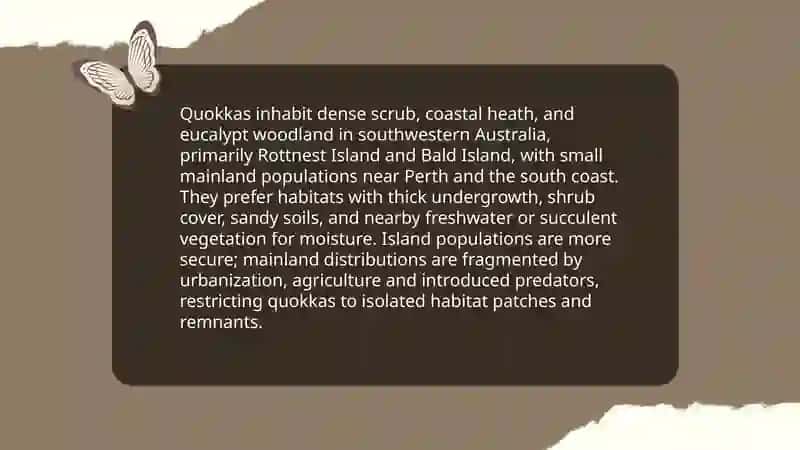 Quokka 4