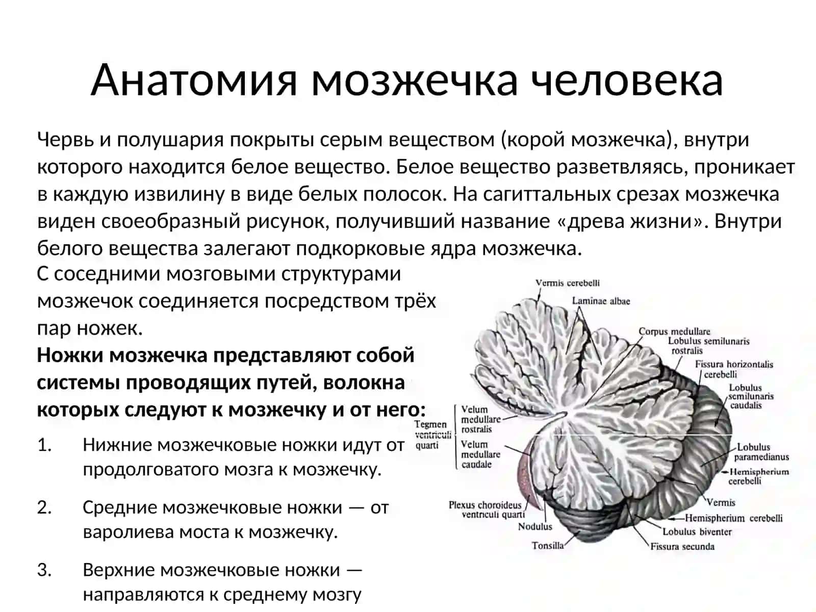 Мозжечок 4
