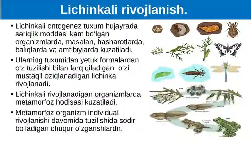 Ontogenez  - tirik organizmlarning individual rivojlanishi. 4