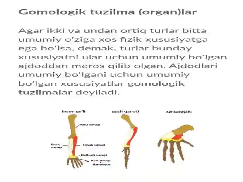 Umurtqalilarda a'zolar va a'zolar sistemasi antifilogenezining solishtirma tasnifi 4