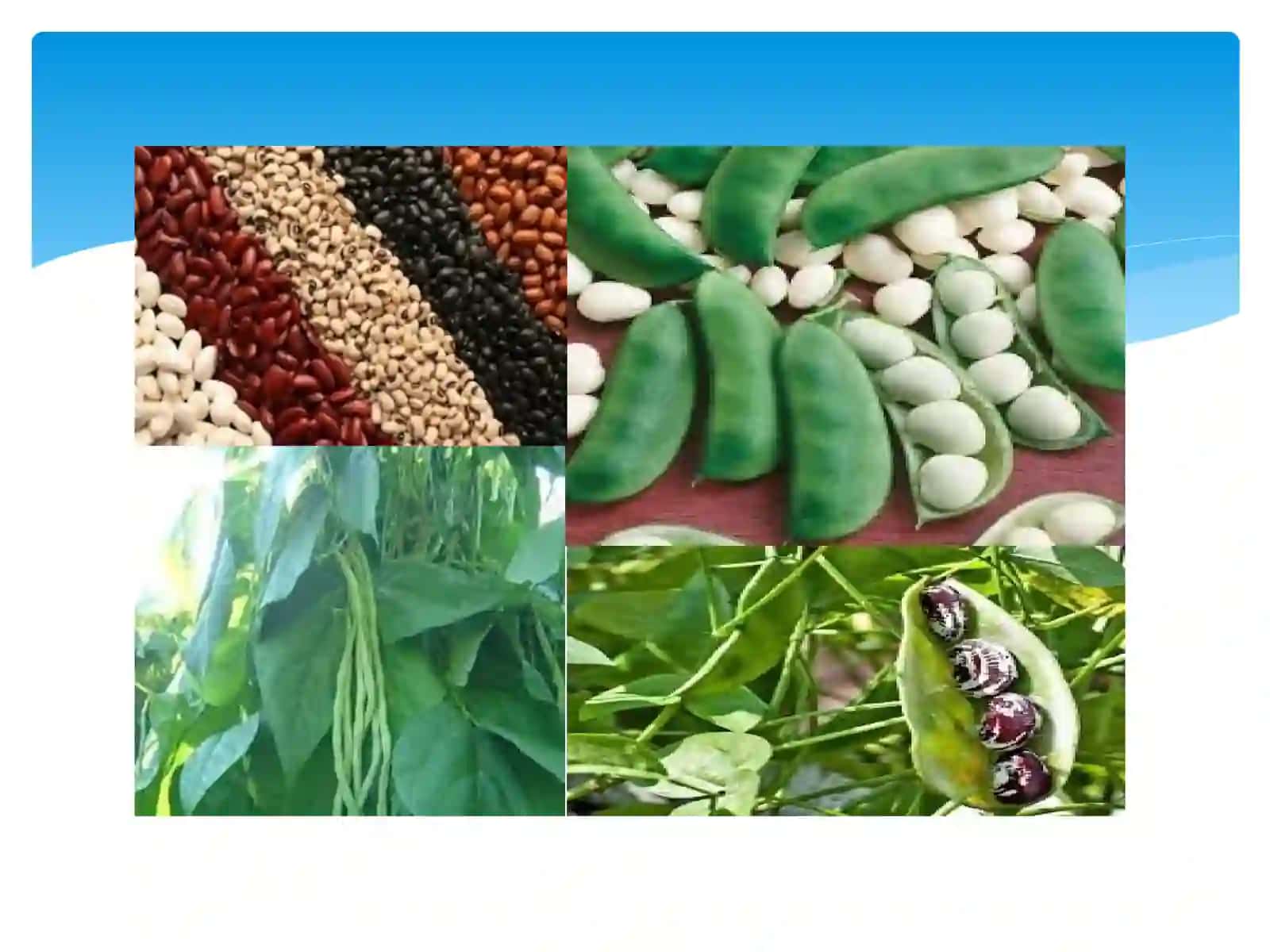 Ko’kno’xot va loviyabiologiyasi va yetishtirish texnologiyasi 4