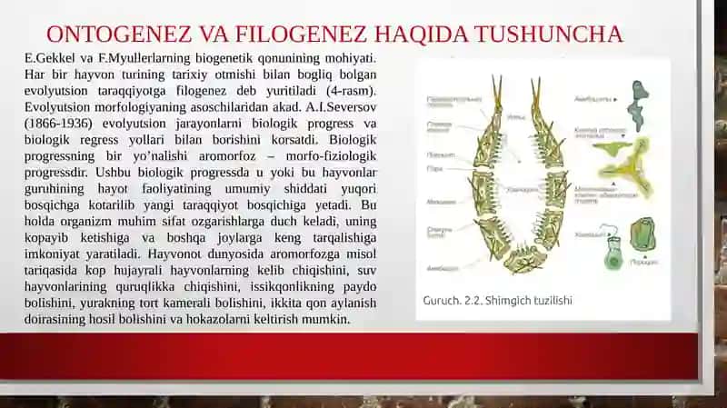 Ko'p hujayrali hayvonlarning kelib chiqish nazariyasi 4