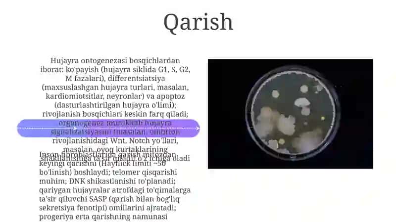 Hujayra ontogenezing rivojlanish bosqichlari 4