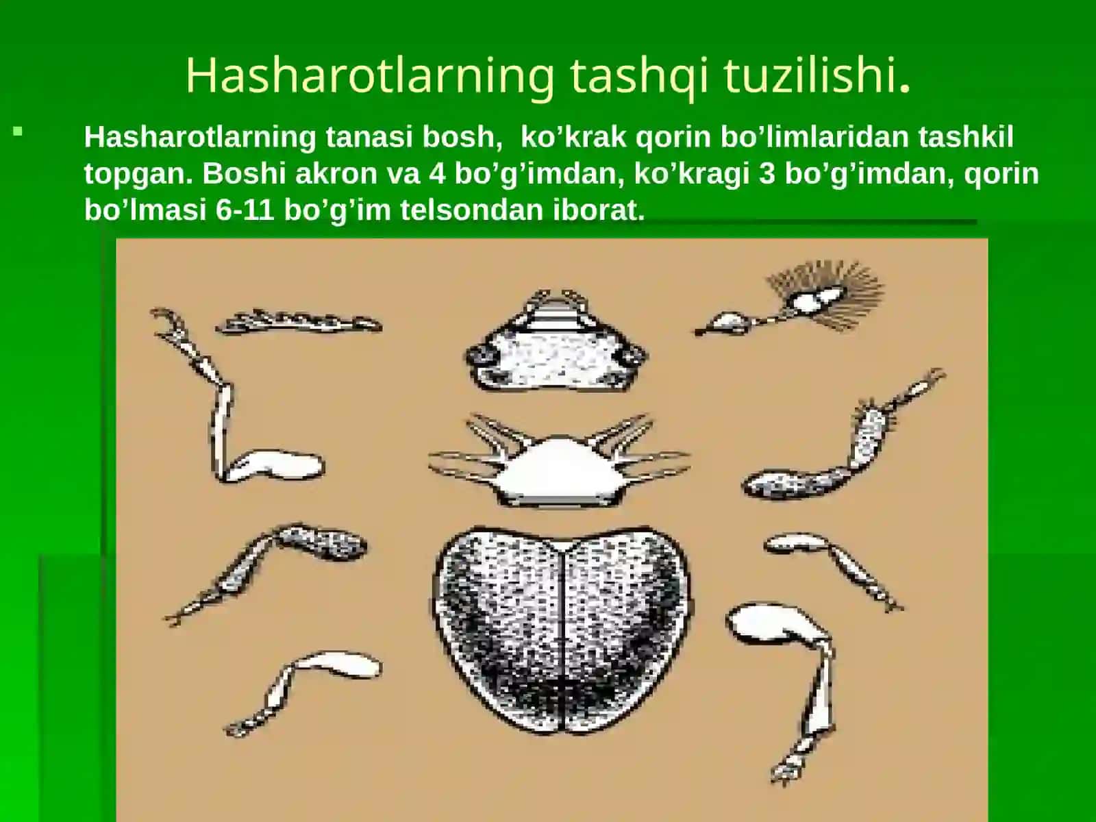 Hasharotlarning tashqi belgilari – morfologiyasi 4