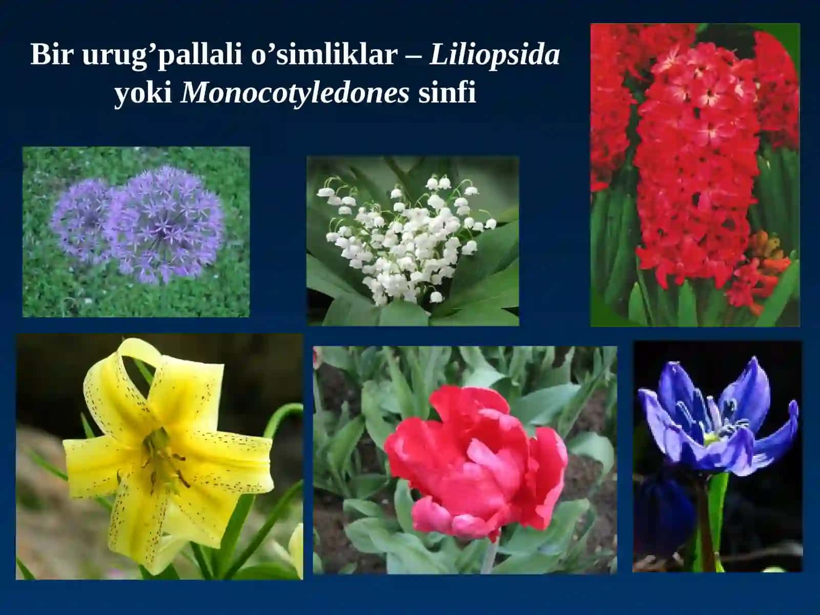Bir urug’pallali o’simliklar–LiliopsidayokiMonocotyledonessinfi 4