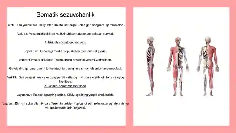 bosh miya katta yarimsharlari poʻstlogʻi fiziologiyasi 4