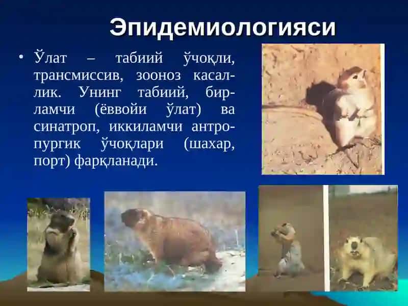 Ўлат 4