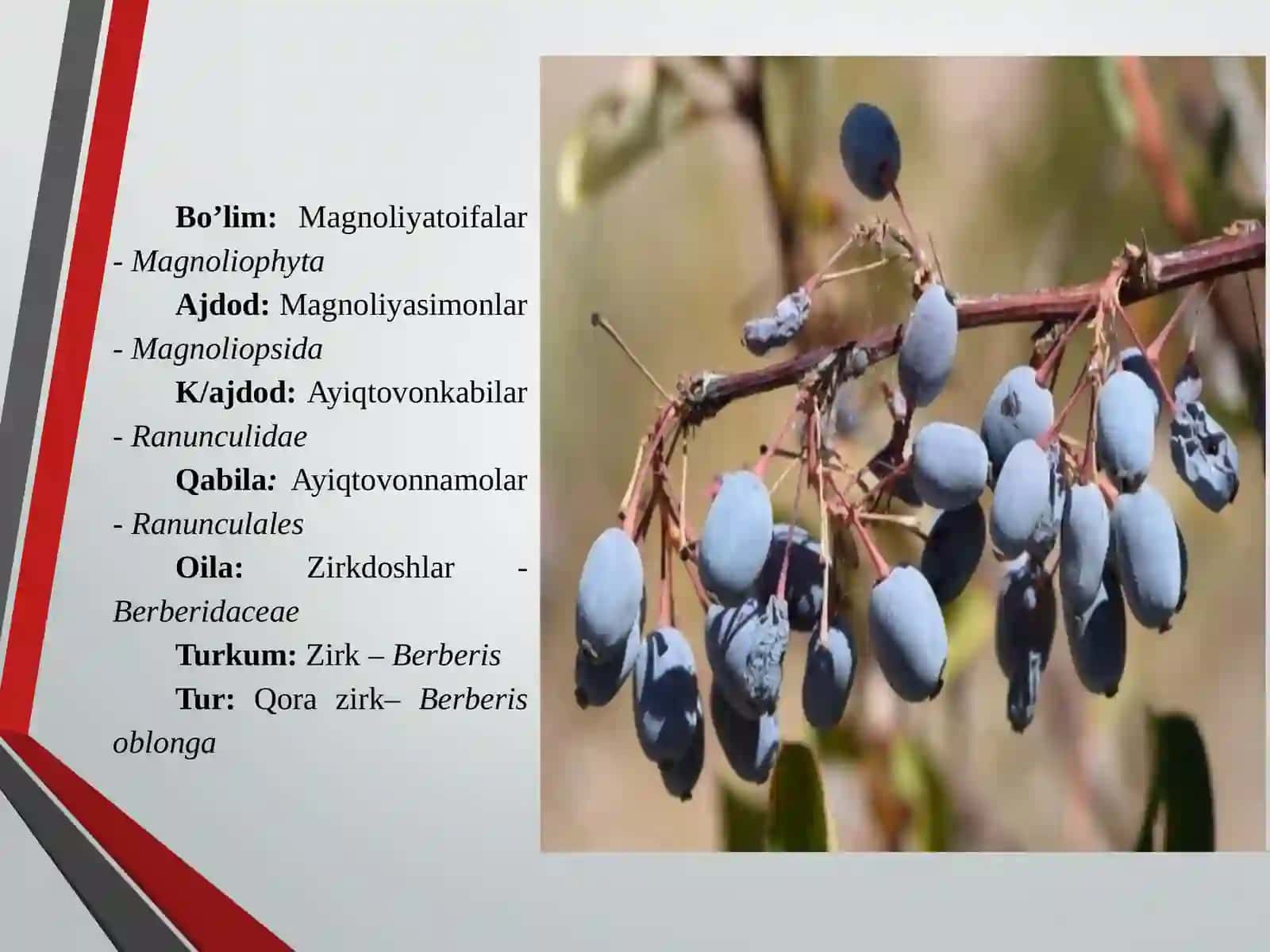 Zirkdoshlar 4