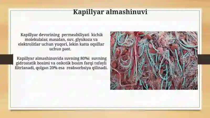 Mirotsirkulyatsiya fiziologiyasi 4