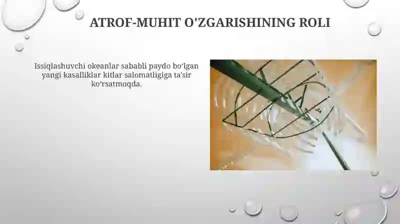 Baliqlarda uchrovchi noma'lum kasalliklar 4