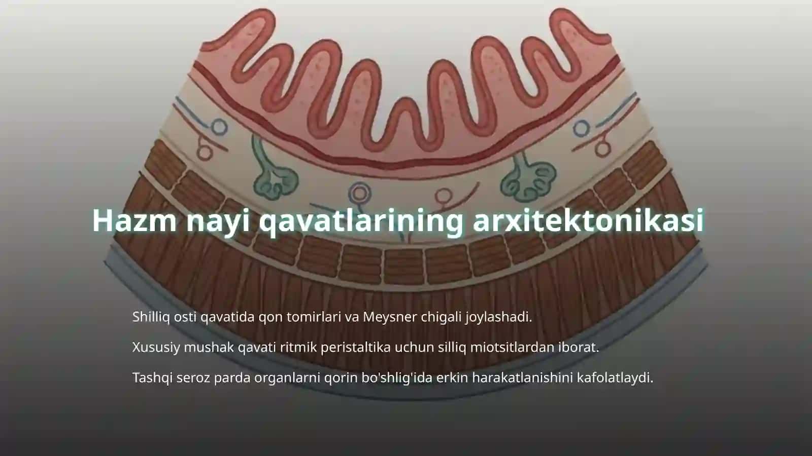 Ovaat xazm qilish tizimi gistalogiyasi 4
