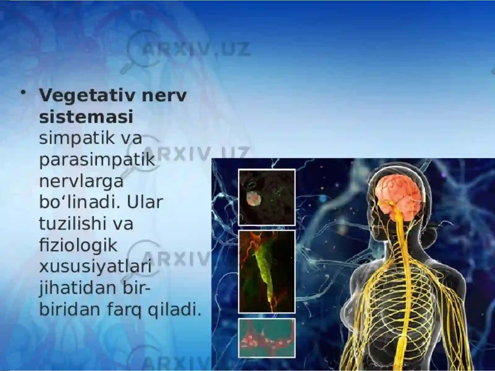 Vegetativ asab tizimining anatomiyasi va fiziologiyasi 4