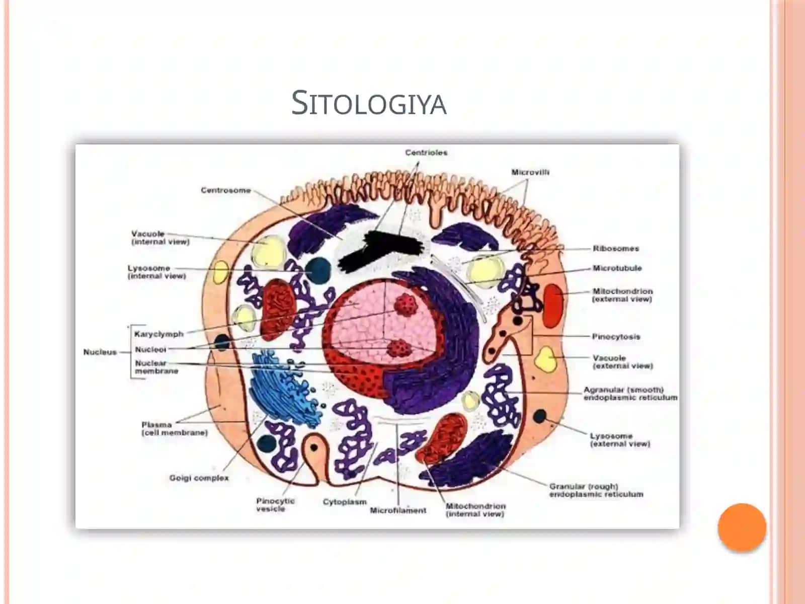 Tibbiy biologiya fanning rivojlanish tarixi 4