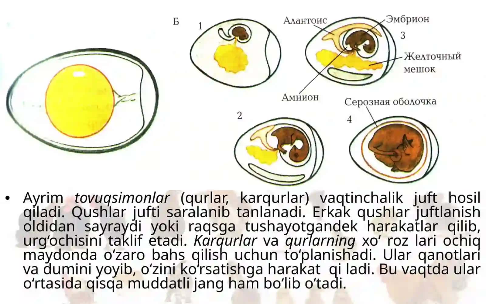 Qushlar ko‘payishi, rivojlanishi va kelib chiqishi 4