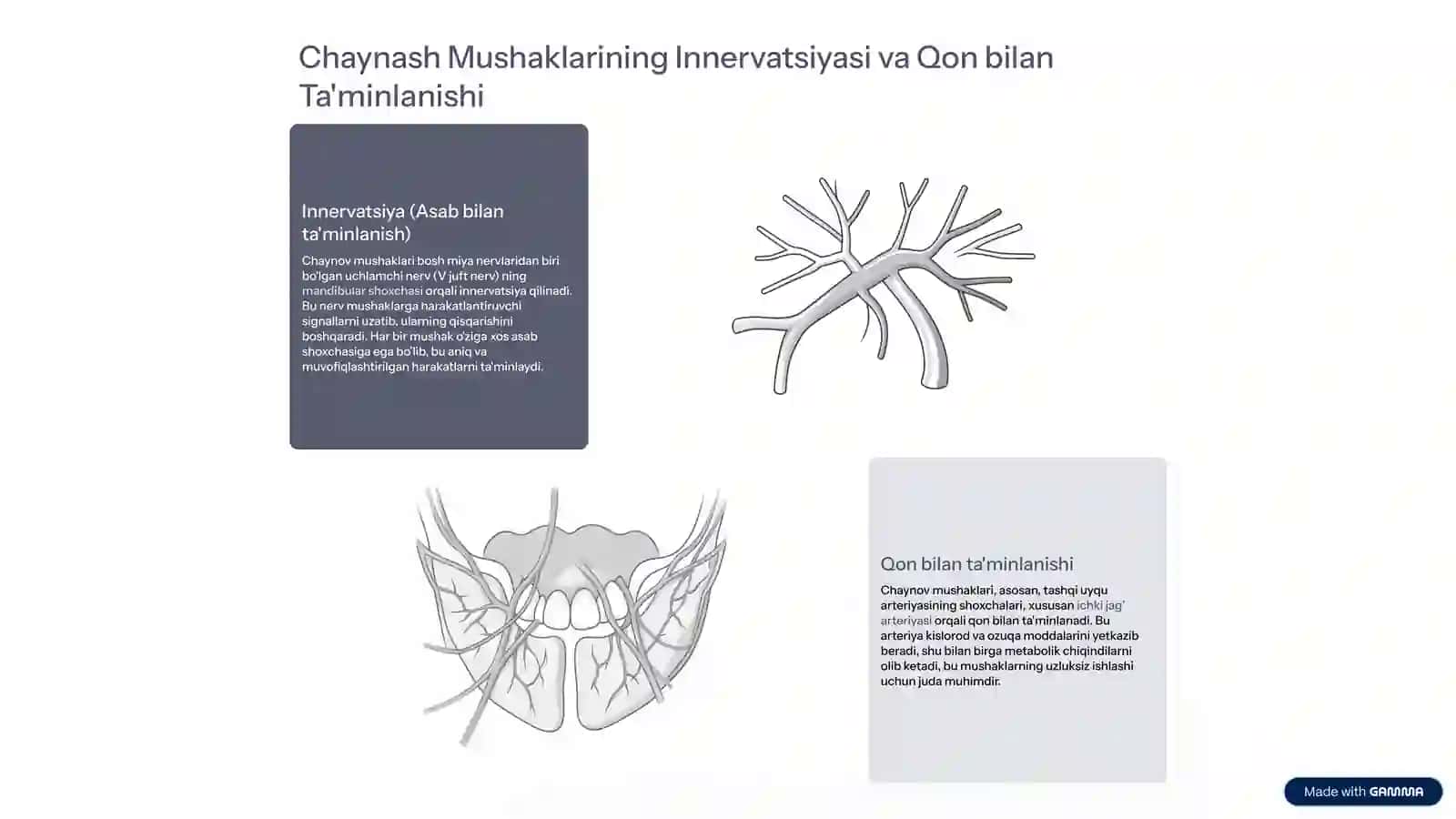Chaynash Apparatining Umumiy Anatomiyasi 4